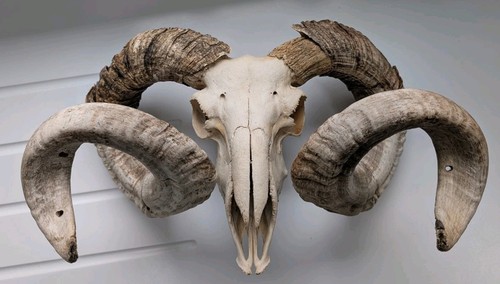 Vintage ram sheep skull - skull, &