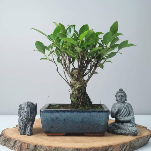 Ficus microcarpa - microcarpa, (banyan