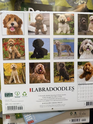 Labradoodle doodle dog - labradoodle,,