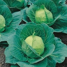 Cabbage  mixed , plug plants letter box friendly . 