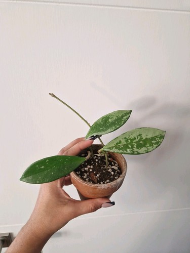 Hoya carnosa silver moon - silver, ah074