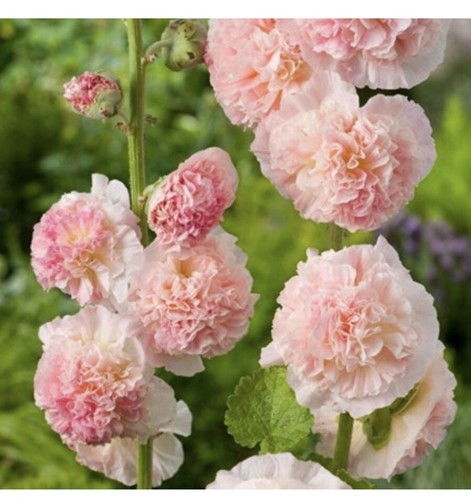 Rose mallow hollyhock - 20,