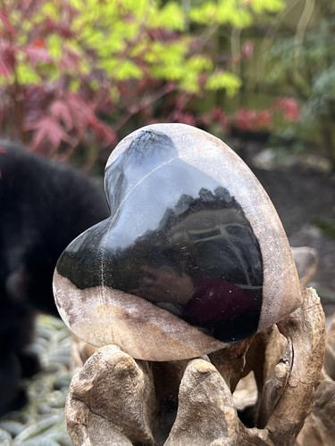 Petrified fossilised wood - petrified,