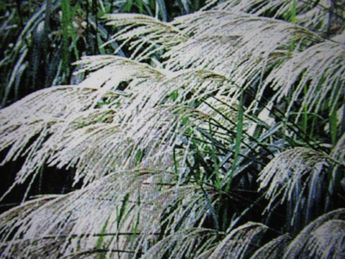 200 seeds miscanthus sinensis - seeds,