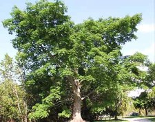 CEIBA PENTANDRA - 10 x seeds - Kapok Silk Cotton Tree