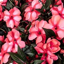 BUSY LIZZY IMPATIENS SUN & SHADE ROSE STAR GL 500 SEEDS