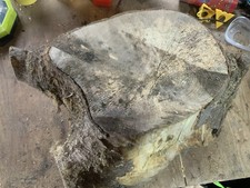 Spalted Sycamore Bowl Blank