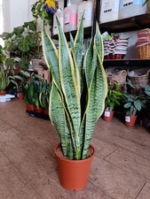 Sansevieria trifasciata - Snake Plant | Indoor Plant 65 cm Height | 17 cm pot