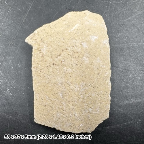 Fossil aepyornis eggshell - fossil,