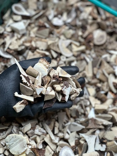 12kg small deer antler - 12kg,