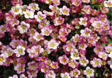 6  Saxifraga Floral Carpet