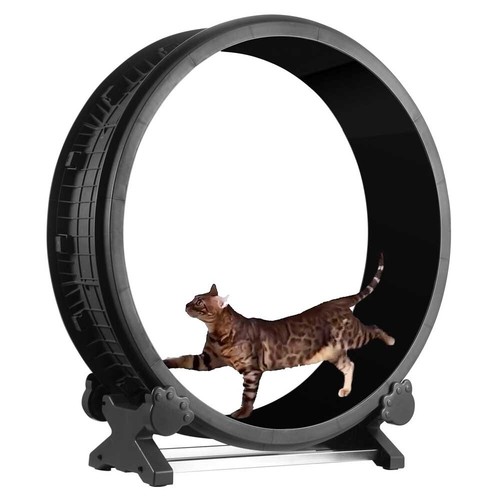 Feline motion cat exercise - feline,