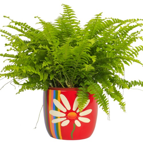 Boston fern evergreen - 1, x