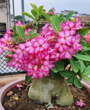 Adenium Arabicum not Obesum