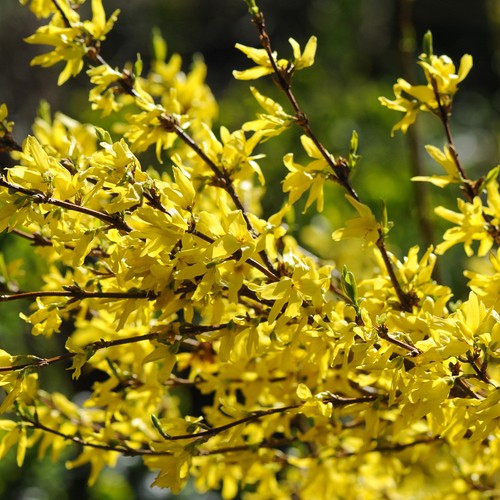 Forsythia dwarf hardy shrub - hardy,
