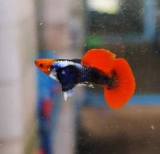 Koi platinum dumbo ear red tail , 1 Pair 1 male , 1 female