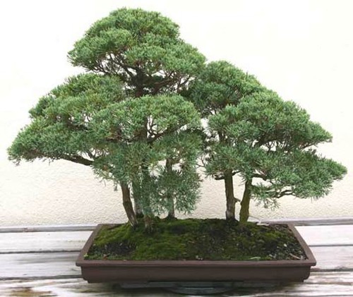 Juniperus chinensis - chinensis, v