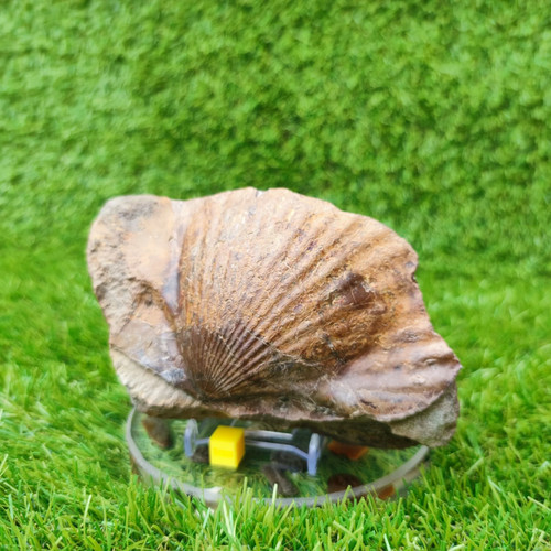 Large scallop fossil staithes - scallop,