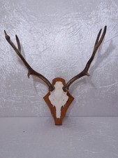 Hirsch Antler Horns On Wooden
