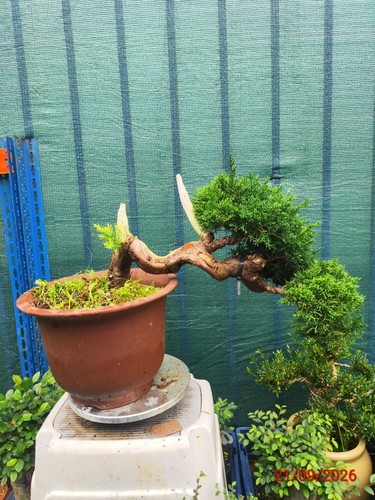 Juniper bonsai - ,