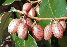 Elaeagnus ebbingei ebbing s - ebbingei,, ebbing's