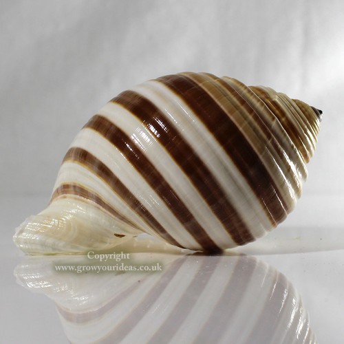 Tonna banded large 12cm sea - tonna,