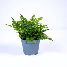 Polystichum tsus-simense Korean Rock Fern 6cm Live Tropical Terrarium Plant Easy