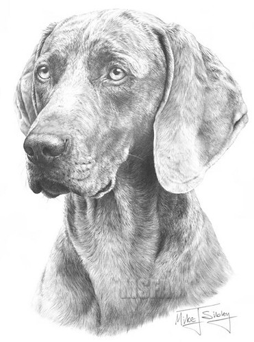 Weimaraner large superb - large,