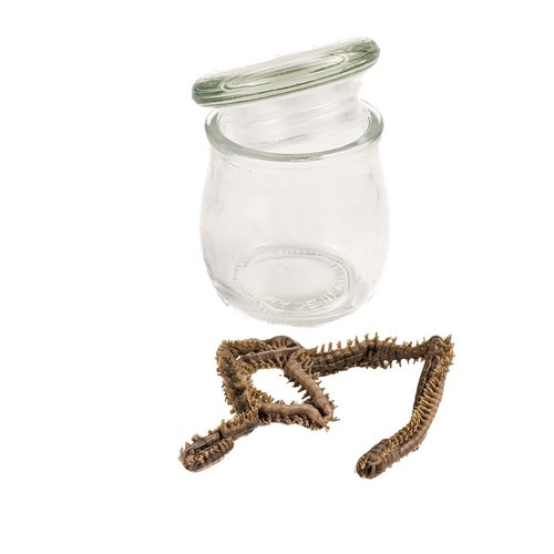 Sand worm wet - sand,