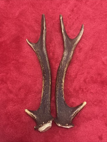 Pair sika deer antlers - pair, of