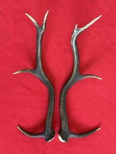 PAIR OF RED DEER ANTLERS 800g