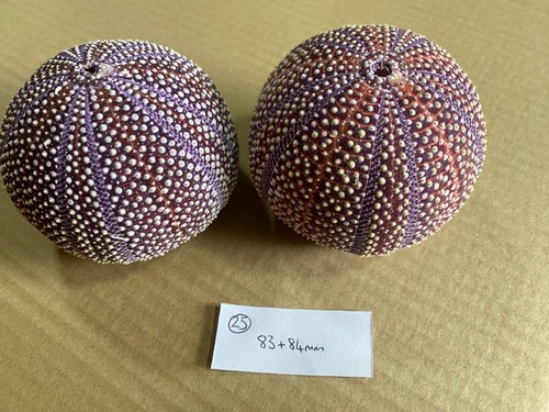 Large scottish sea urchins - large,