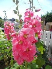 Hollyhock Alcea seeds x 30