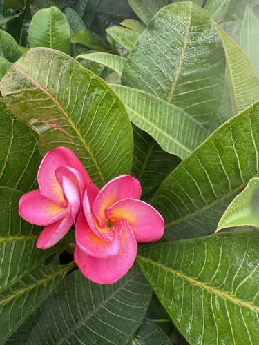 Beautiful tall plumeria - beautiful,