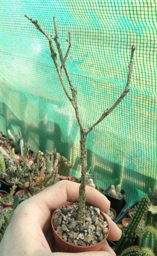 Euphorbia platyclada cutting - platyclada,