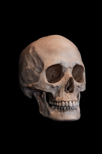 Life size female human - life, skull