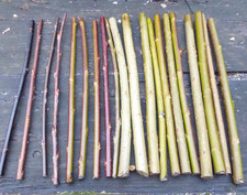 20 x 20cm (8") Mixed Varieties