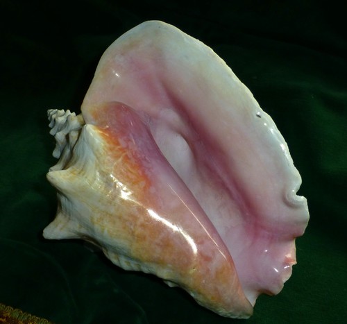 Large vintage queen conch sea - conch,