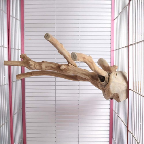 Java multi perch for - multi, parrots