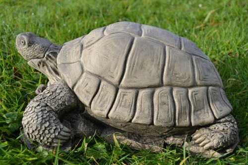 Timmy the tortoise stone - the,