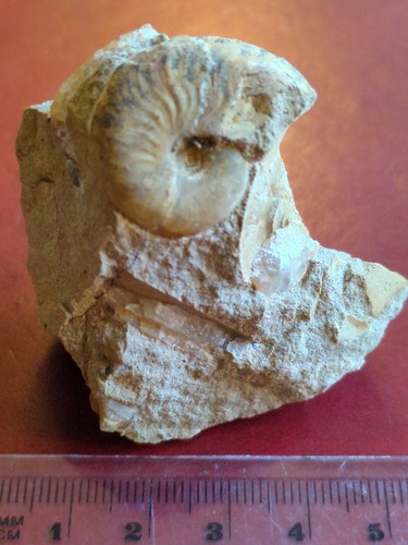 Fossil ammonite ludwigia - fossil,