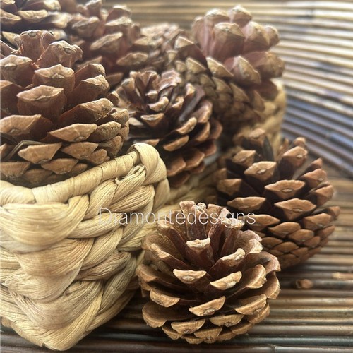 Natural pine cones approx - pine,