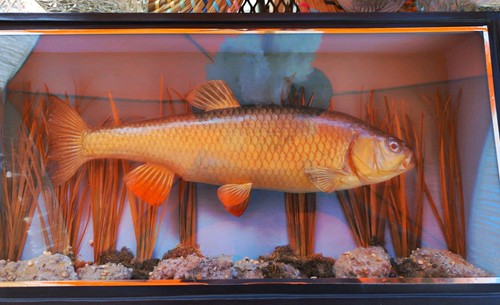 Cased taxidermy rudd the - a,