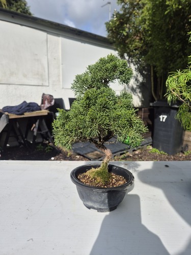 Chinese juniper bonsai - chinese,