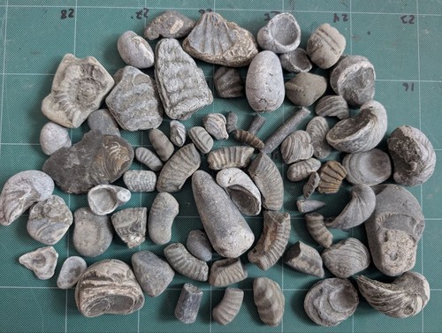 Large jurassic fossil - large,
