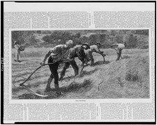 Mowers,scythes,harvest,crops,a