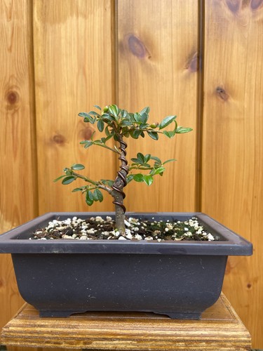 16cm cotoneaster bonsai in - 🌱16cm,