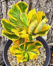 Very Nice Euphorbia Poissonii Variegata