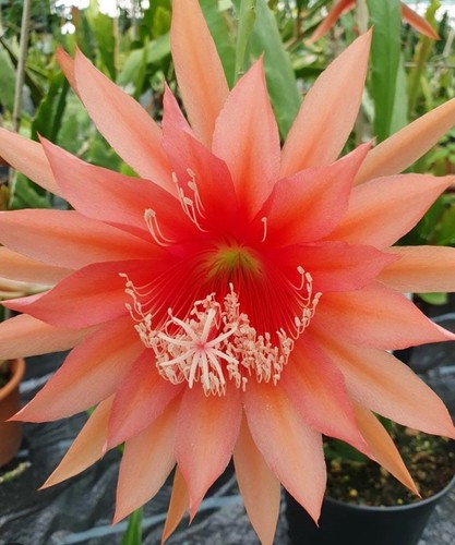 Epiphyllum cactus - 1,