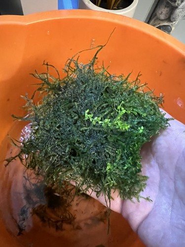Java moss live aquarium plant - java,